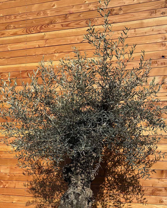 Olivenbaum „Forte“ (O5)