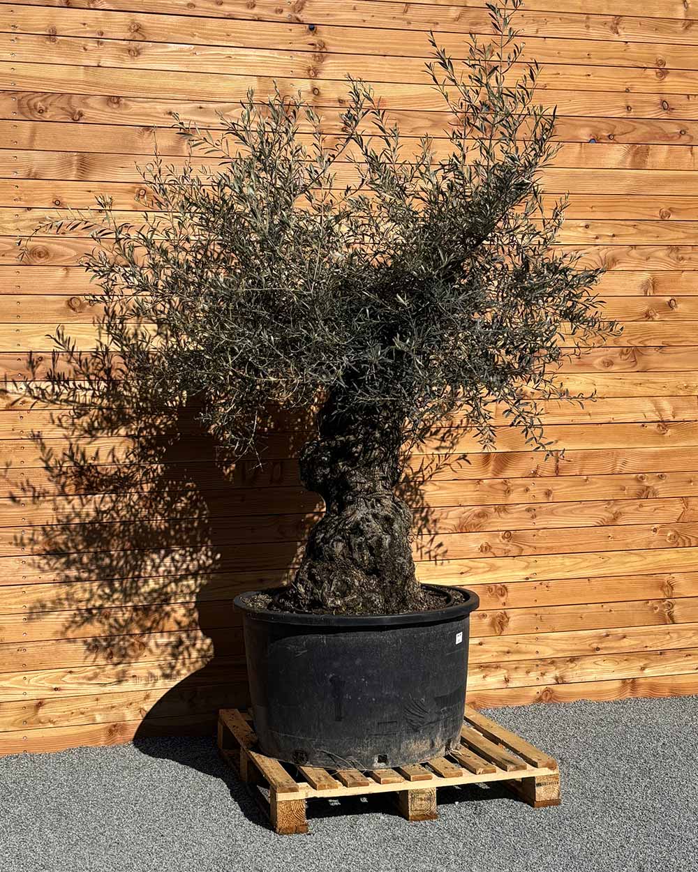 Olivenbaum „Forte“ (O5)