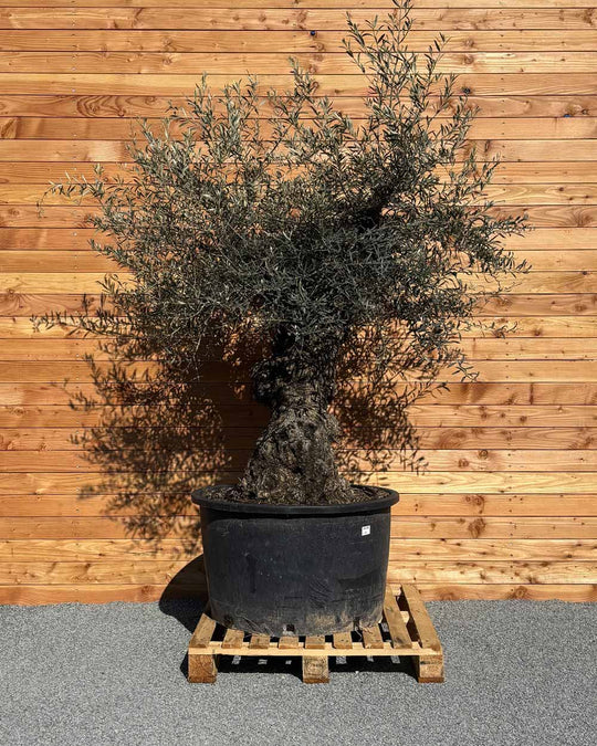 Olivenbaum „Forte“ (O5)