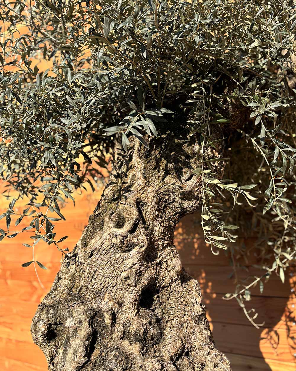Olivenbaum „Forte“ (O6)