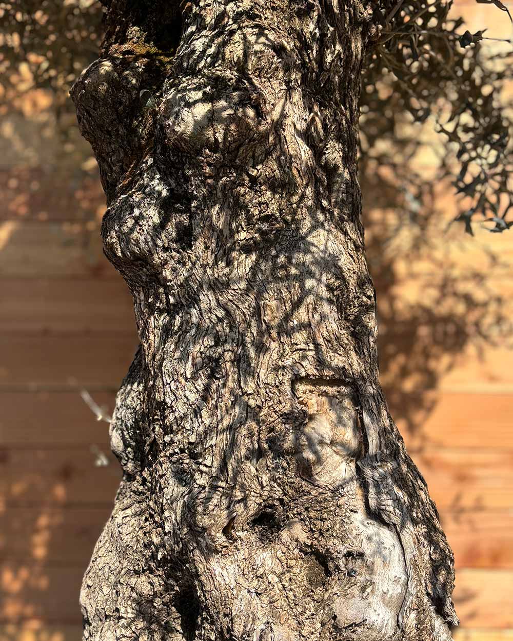 Olivenbaum „Forte“ (O9)