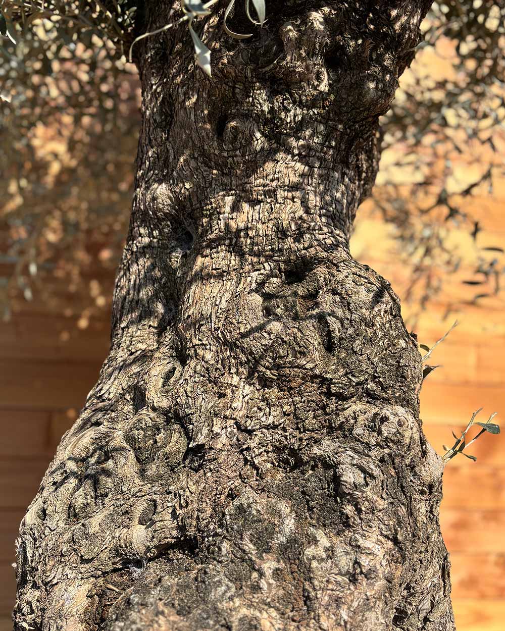 Olivenbaum „Forte“ (O9)