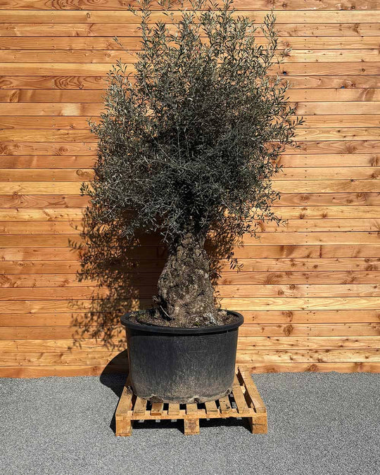 Olivenbaum „Forte“ (O9)