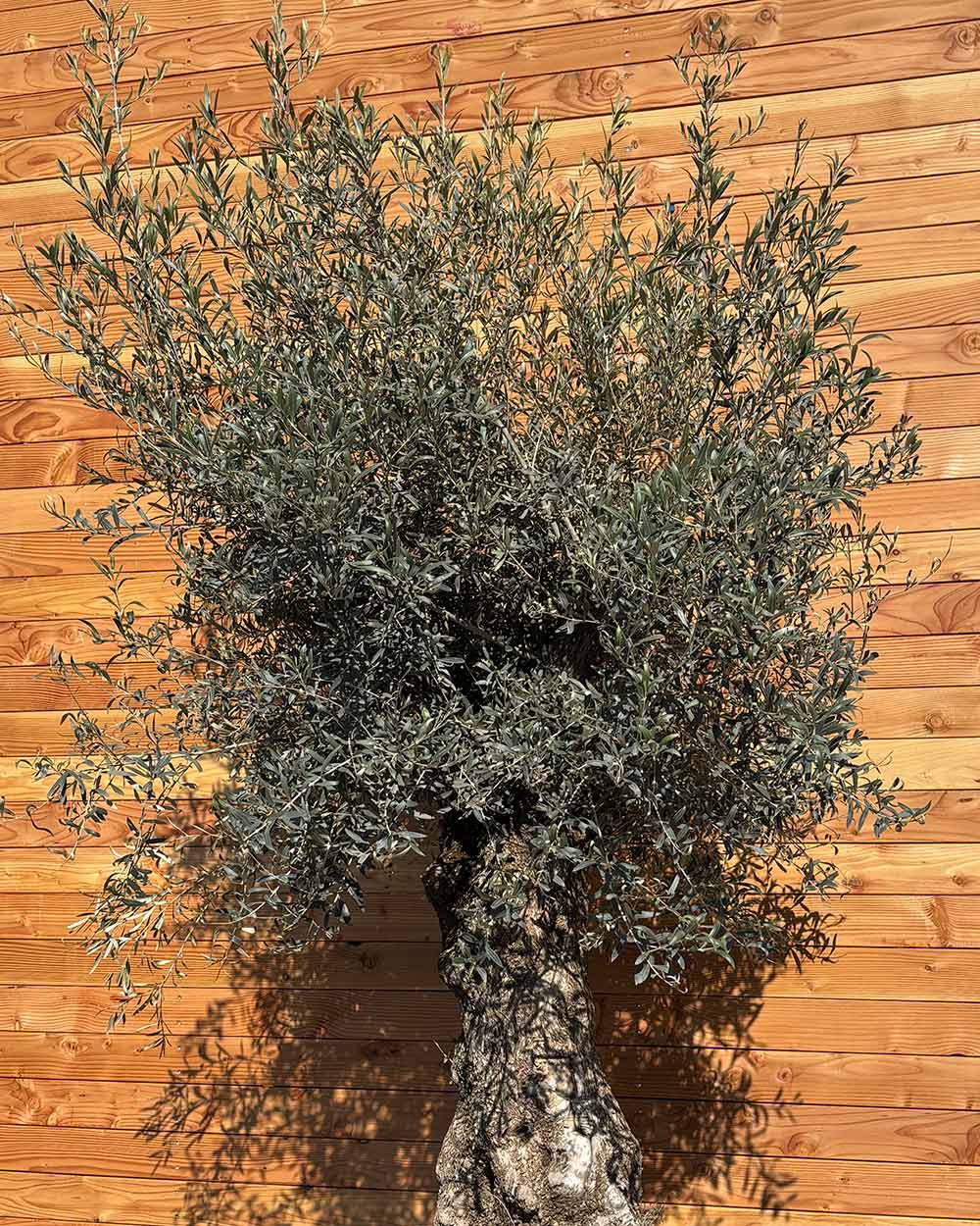 Olivenbaum „Forte“ (O9)