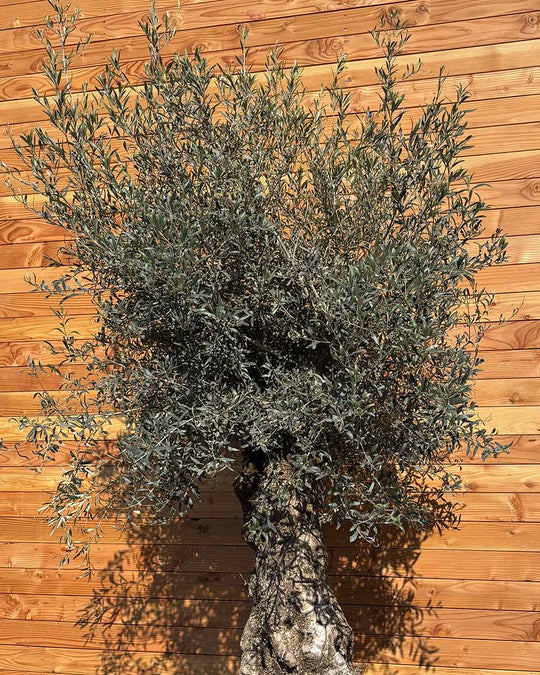 Olivenbaum „Forte“ (O9)