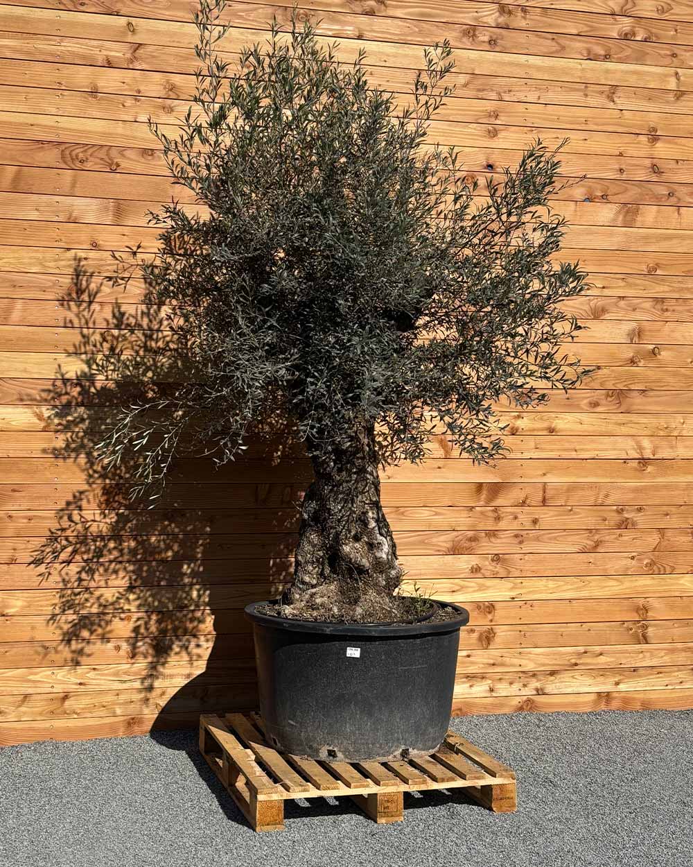 Olivenbaum „Forte“ (O9)