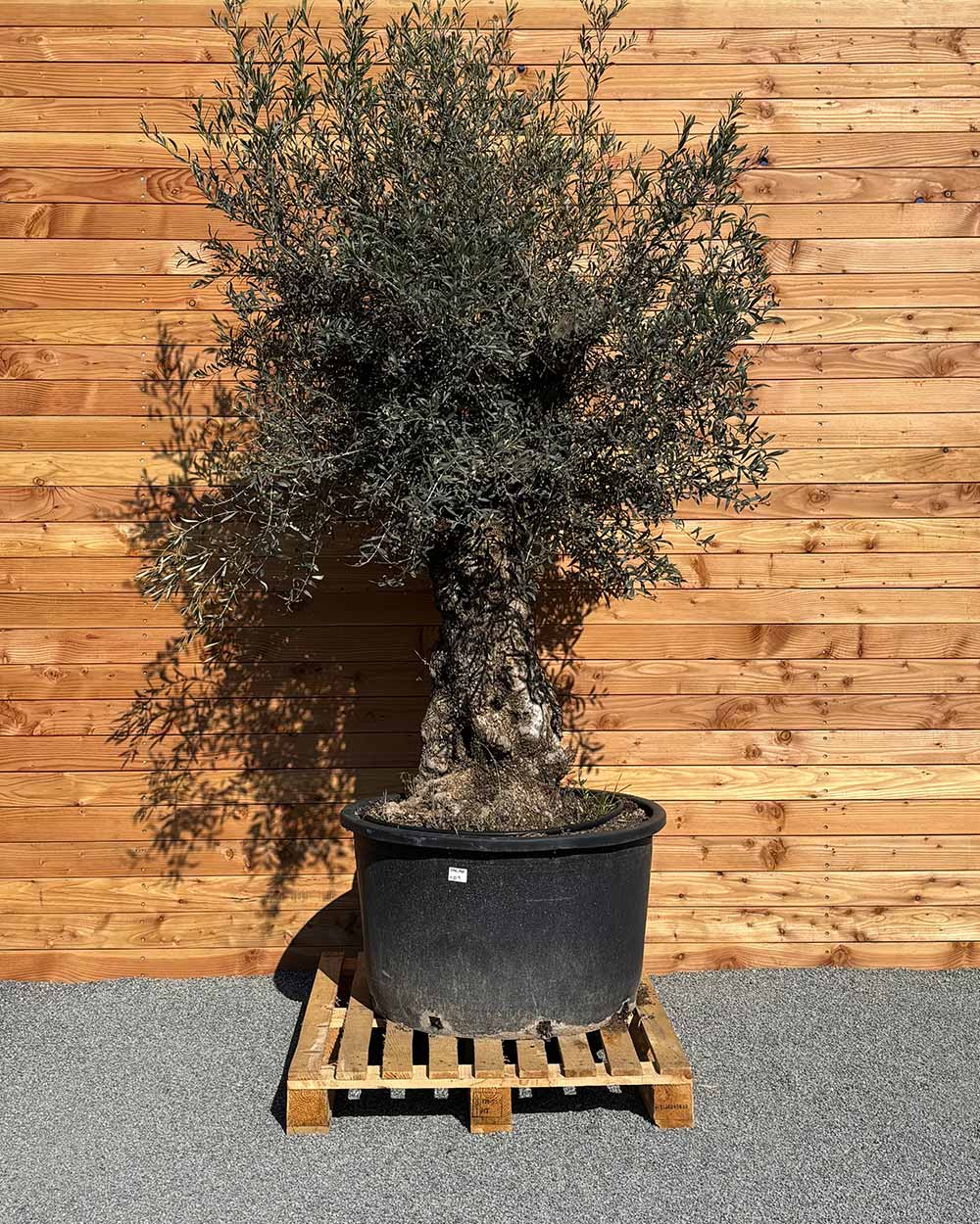 Olivenbaum „Forte“ (O9)