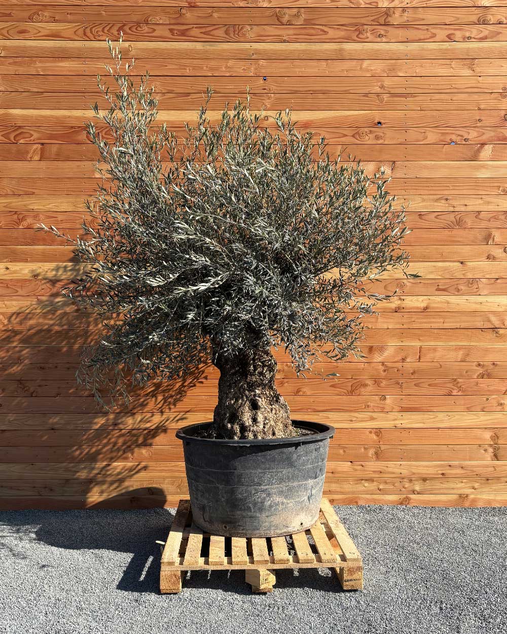 Olivenbaum „Grande“ (P2)