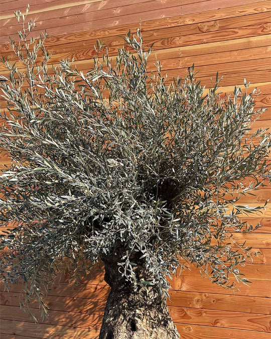 Olivenbaum „Grande“ (P2)