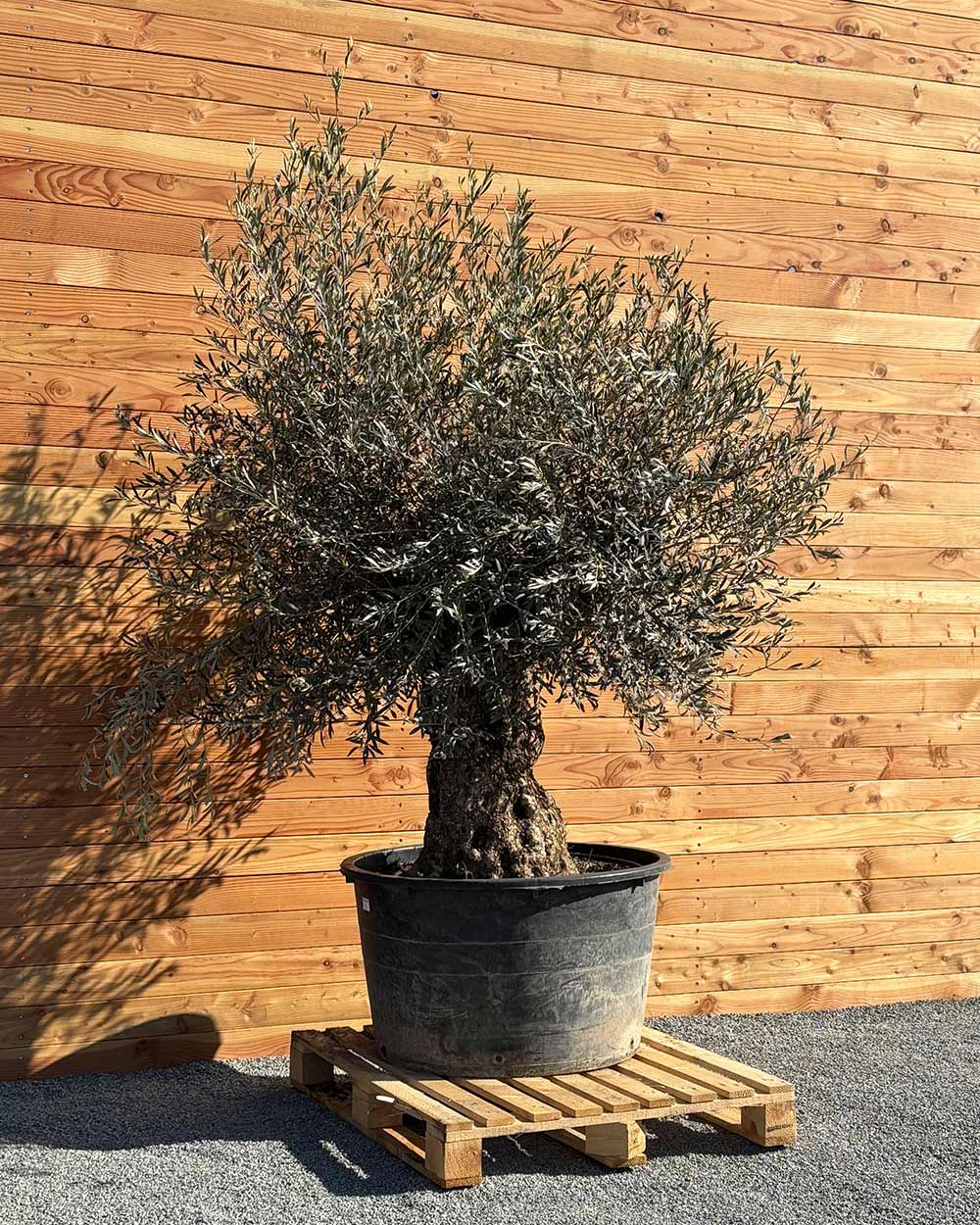 Olivenbaum „Grande“ (P2)