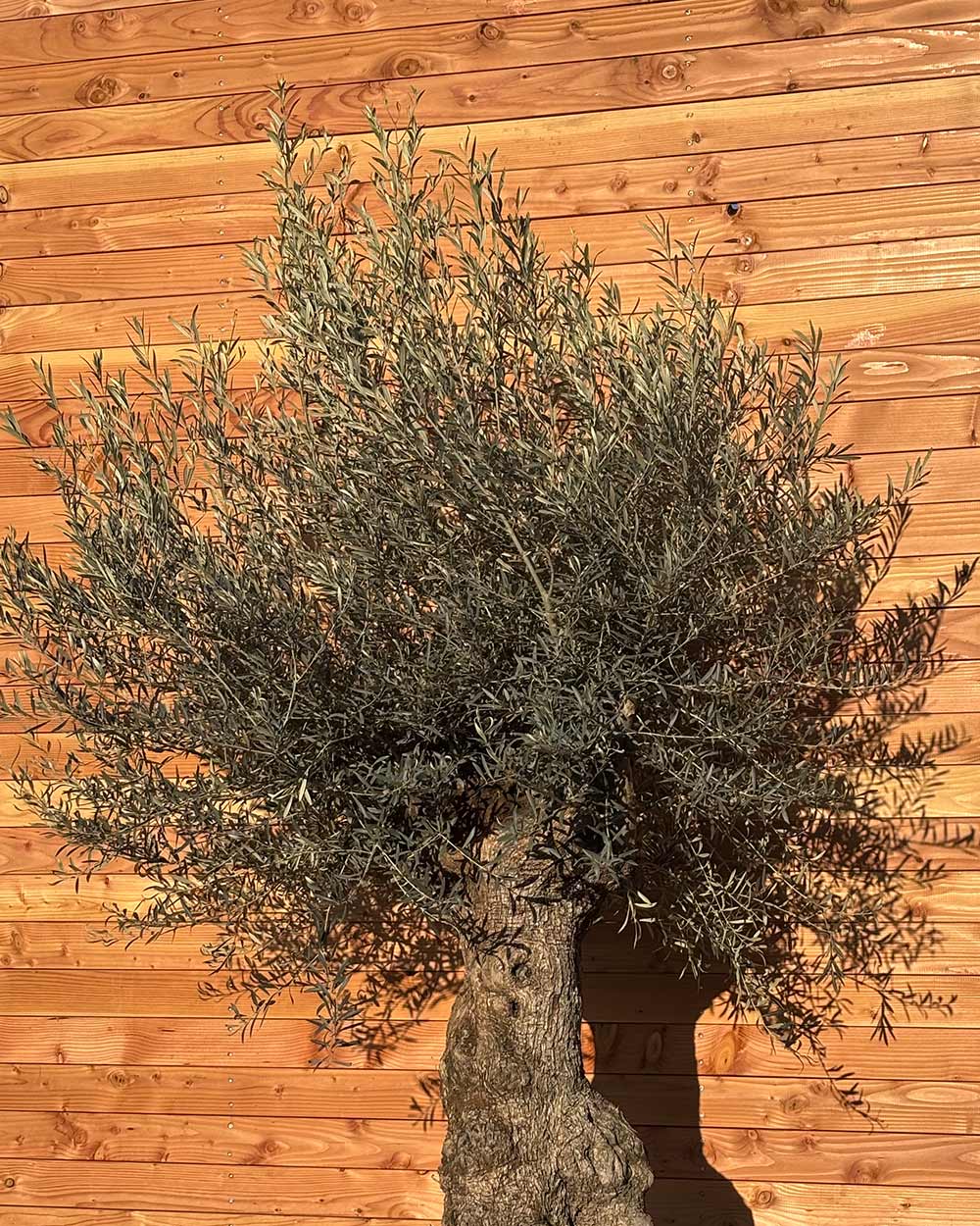 Olivenbaum „Grande“ (P4)