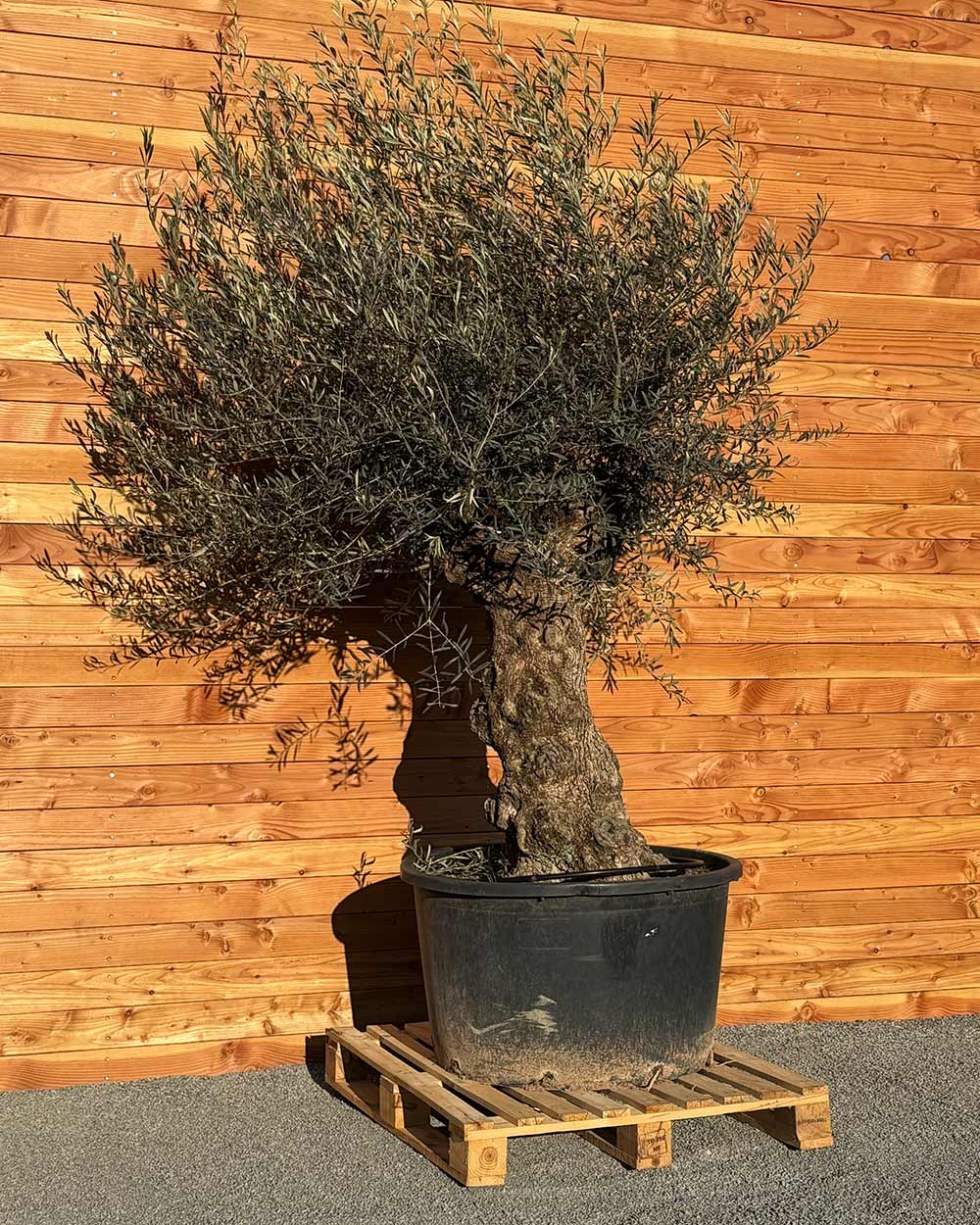 Olivenbaum „Grande“ (P4)