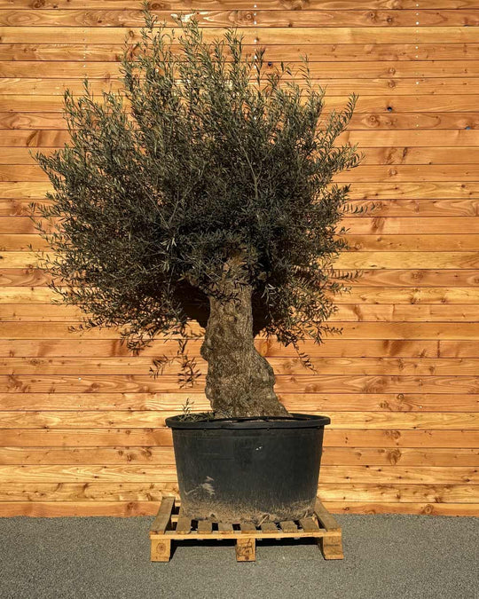 Olivenbaum „Grande“ (P4)