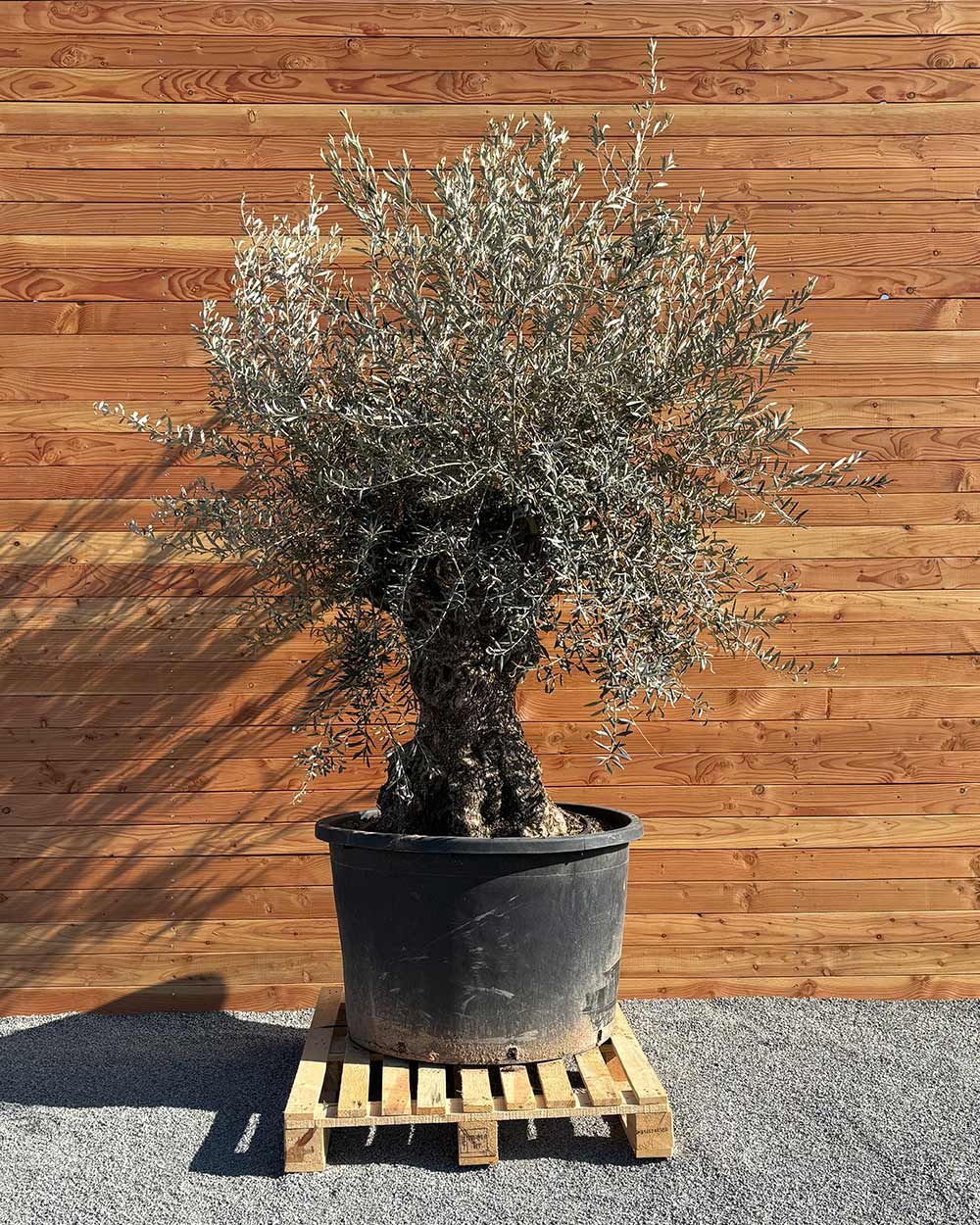 Olivenbaum „Grande“ (P5)