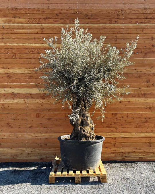 Olivenbaum „Grande“ (P10)