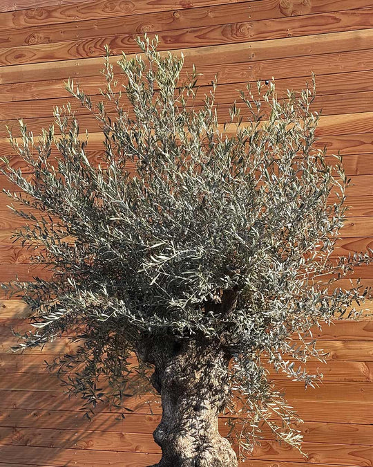 Olivenbaum „Grande“ (P5)