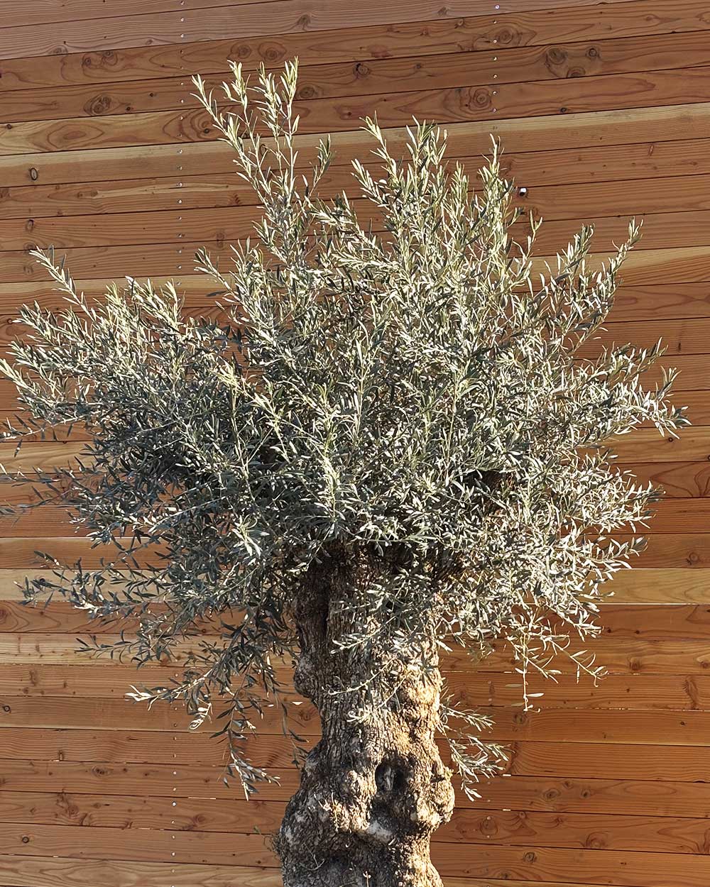 Olivenbaum „Grande“ (P10)