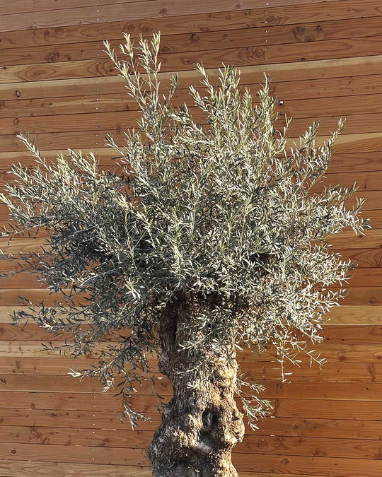 Olivenbaum „Grande“ (P10)