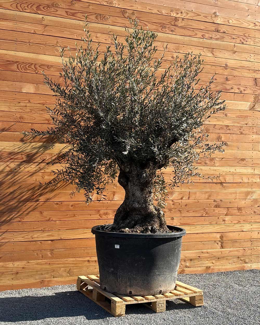 Olivenbaum „Grande“ (P5)