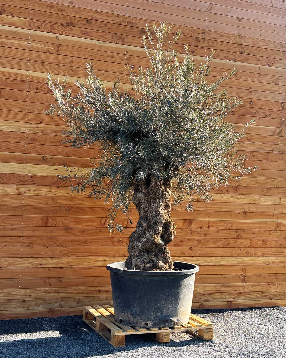 Olivenbaum „Grande“ (P10)