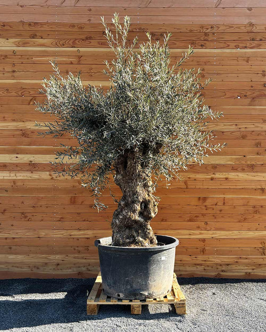 Olivenbaum „Grande“ (P10)