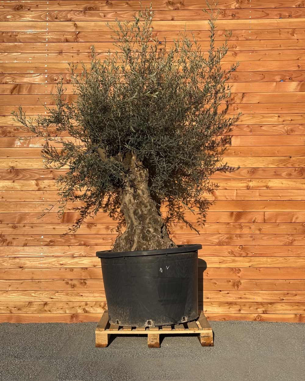 Olivenbaum „Grande“ (P6)