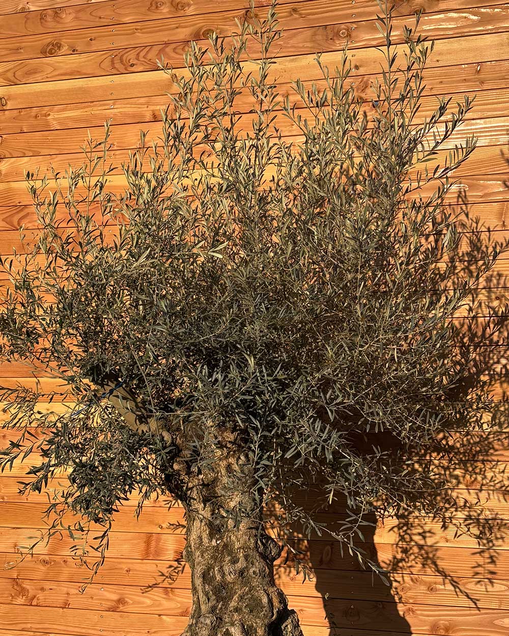 Olivenbaum „Grande“ (P6)