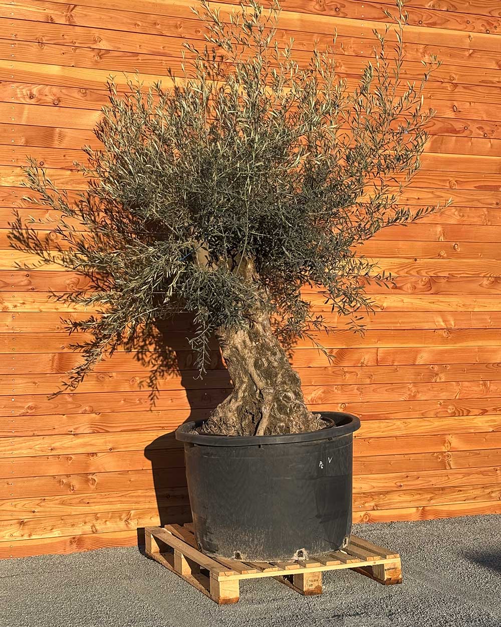 Olivenbaum „Grande“ (P6)