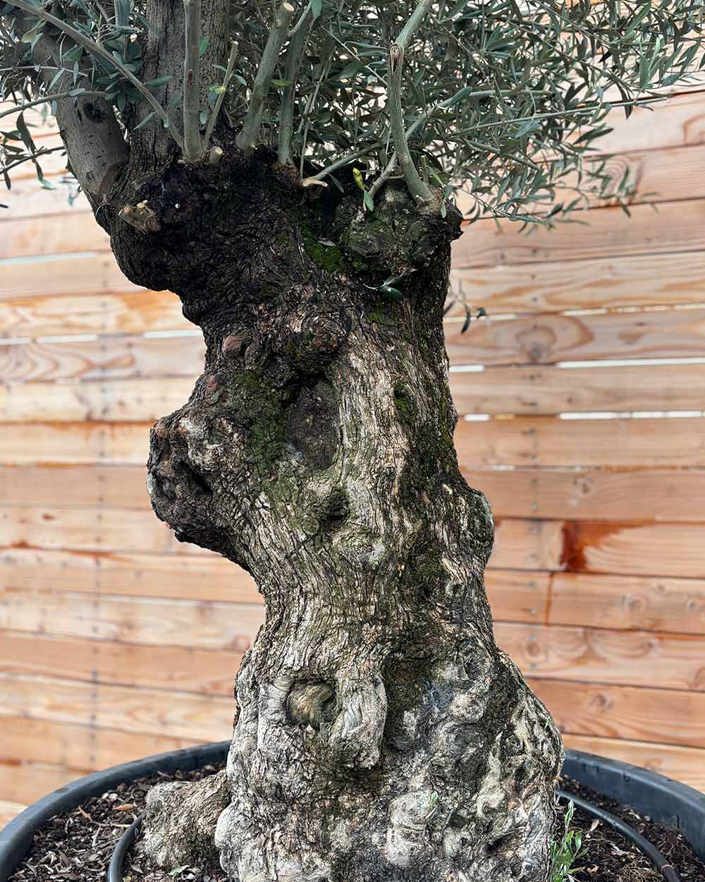 Olivenbaum „Grande“ (P7)