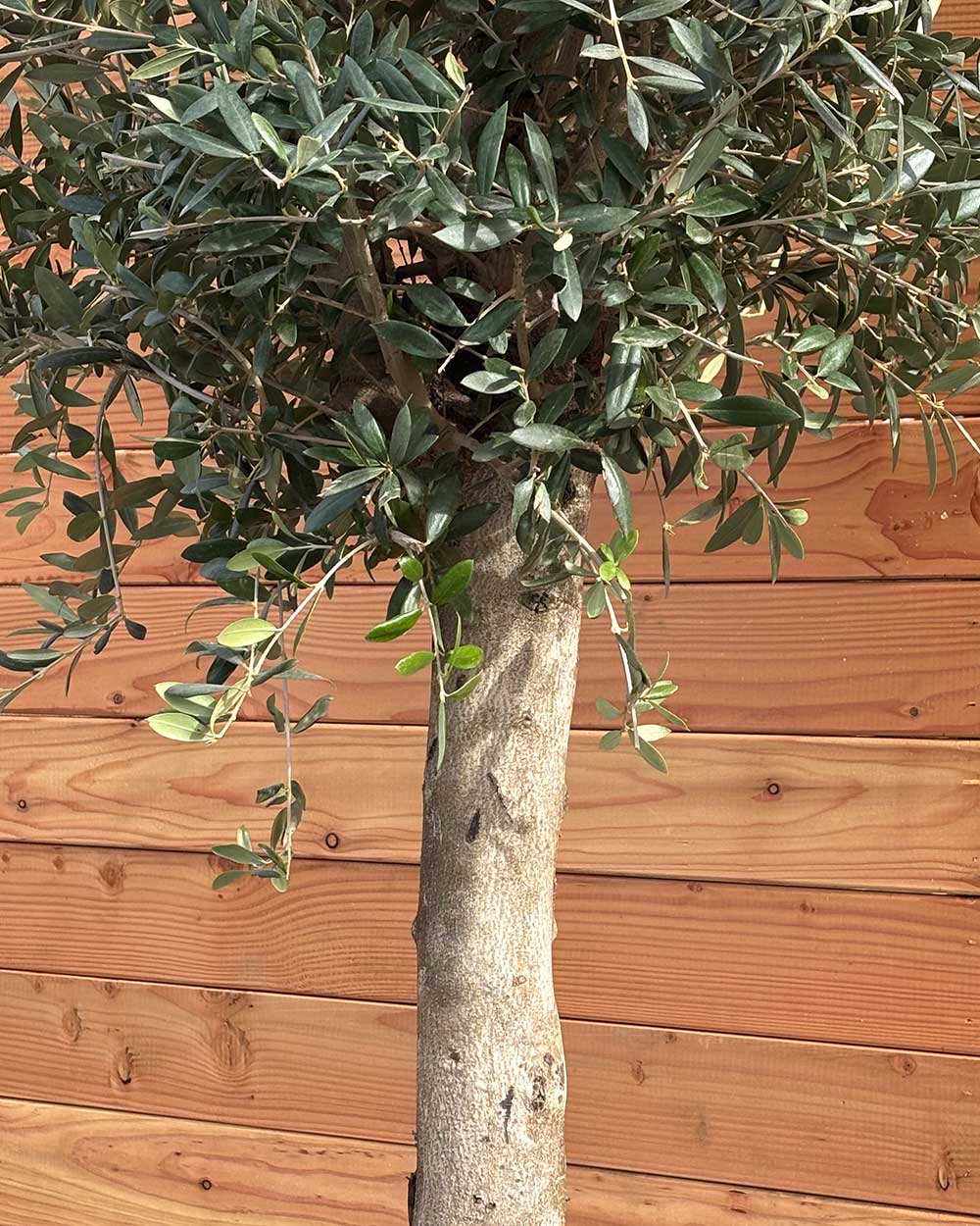 Olivenbaum S