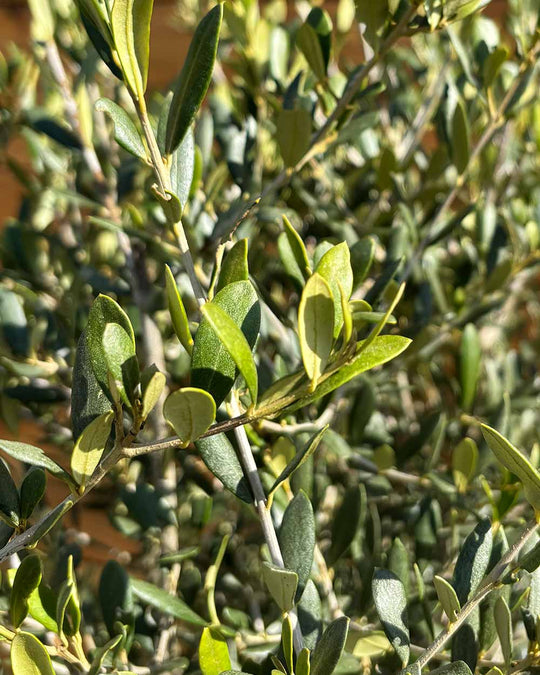 Olivenbaum – Olea europaea ‘Arbequina’