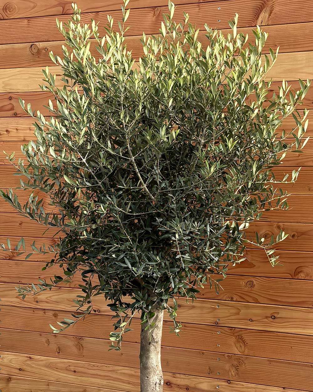 Olivenbaum S
