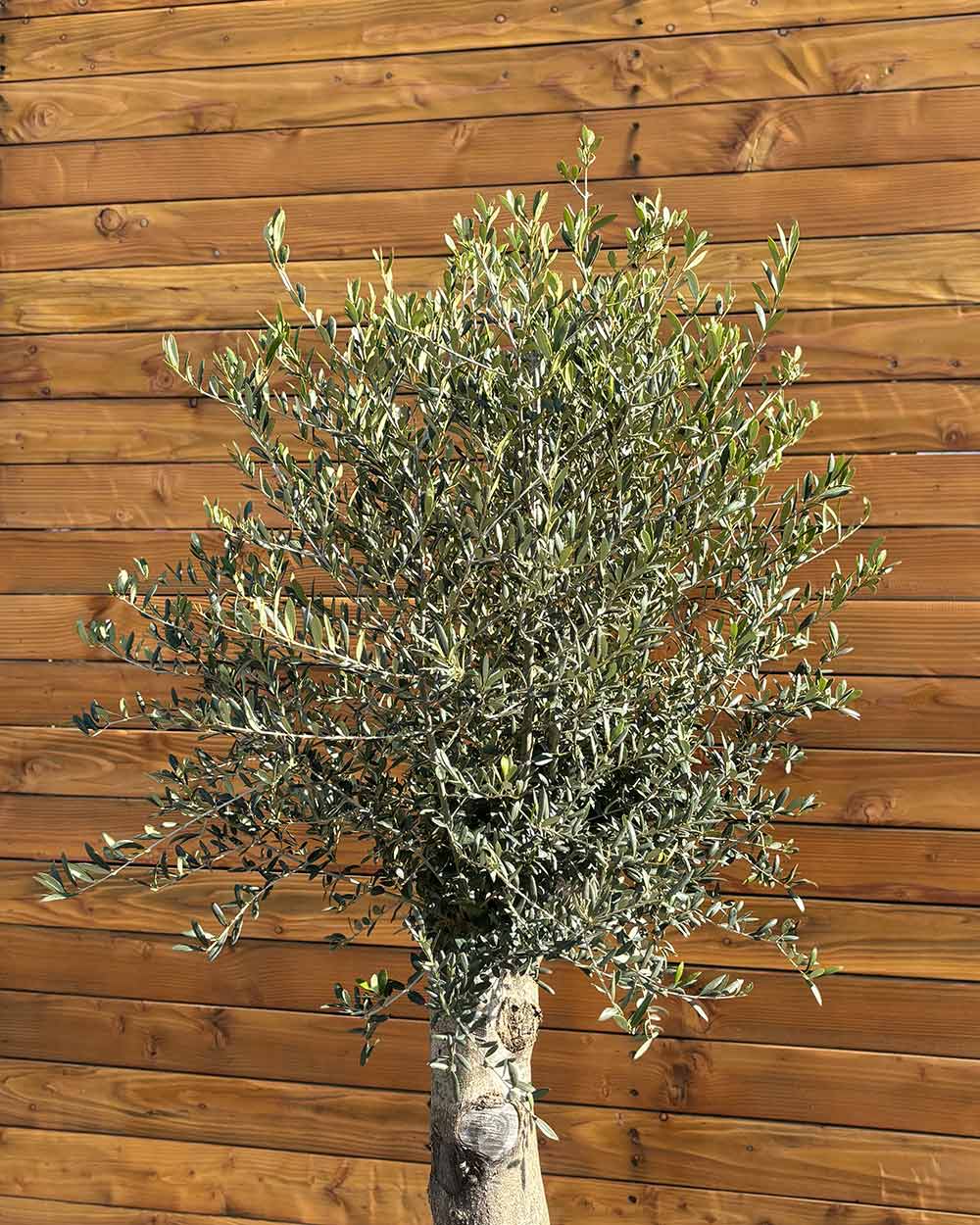 Olivenbaum – Olea europaea ‘Arbequina’