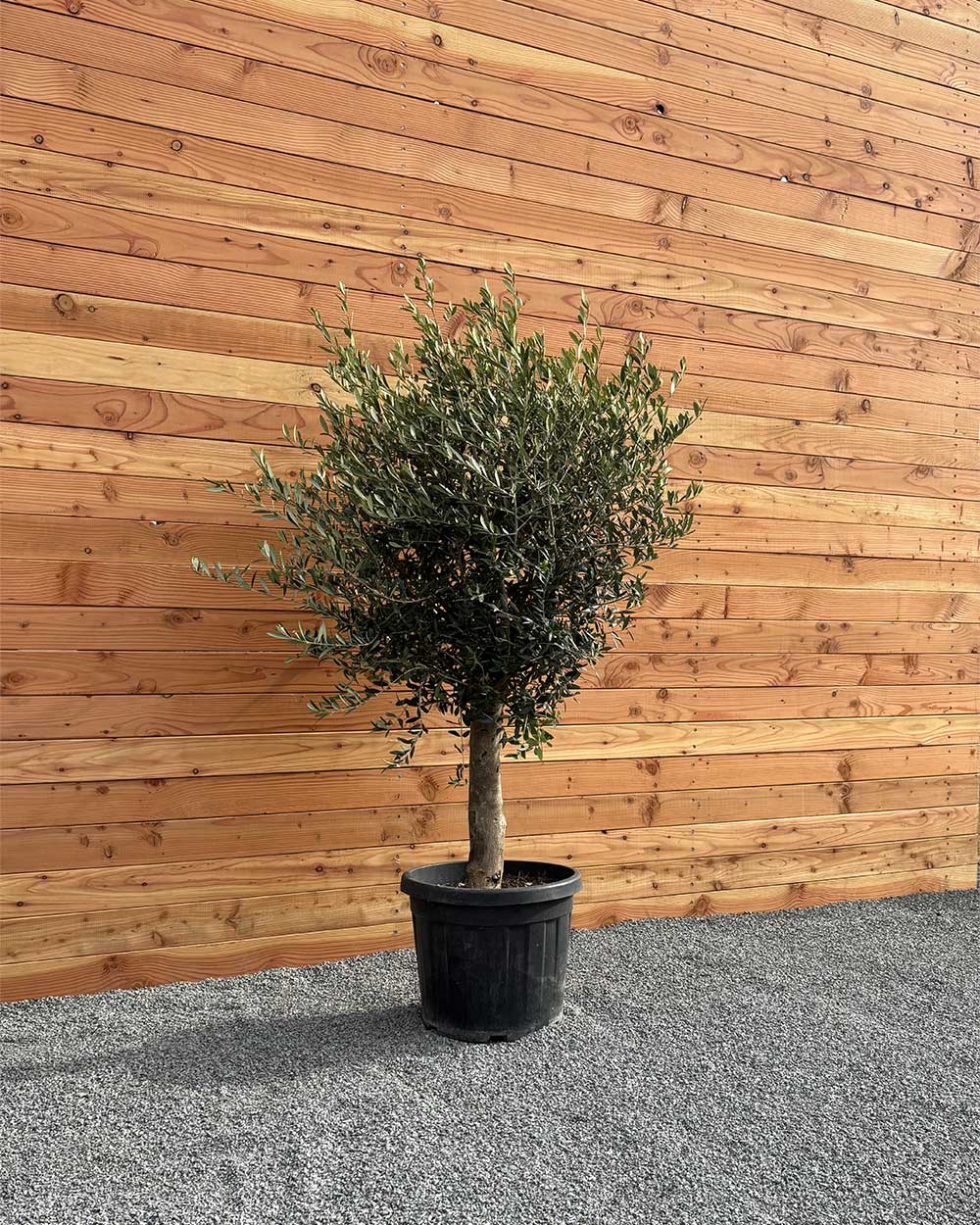 Olivenbaum S