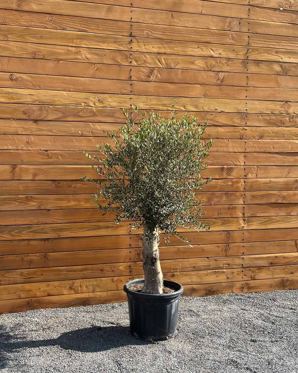 Olivenbaum – Olea europaea ‘Arbequina’