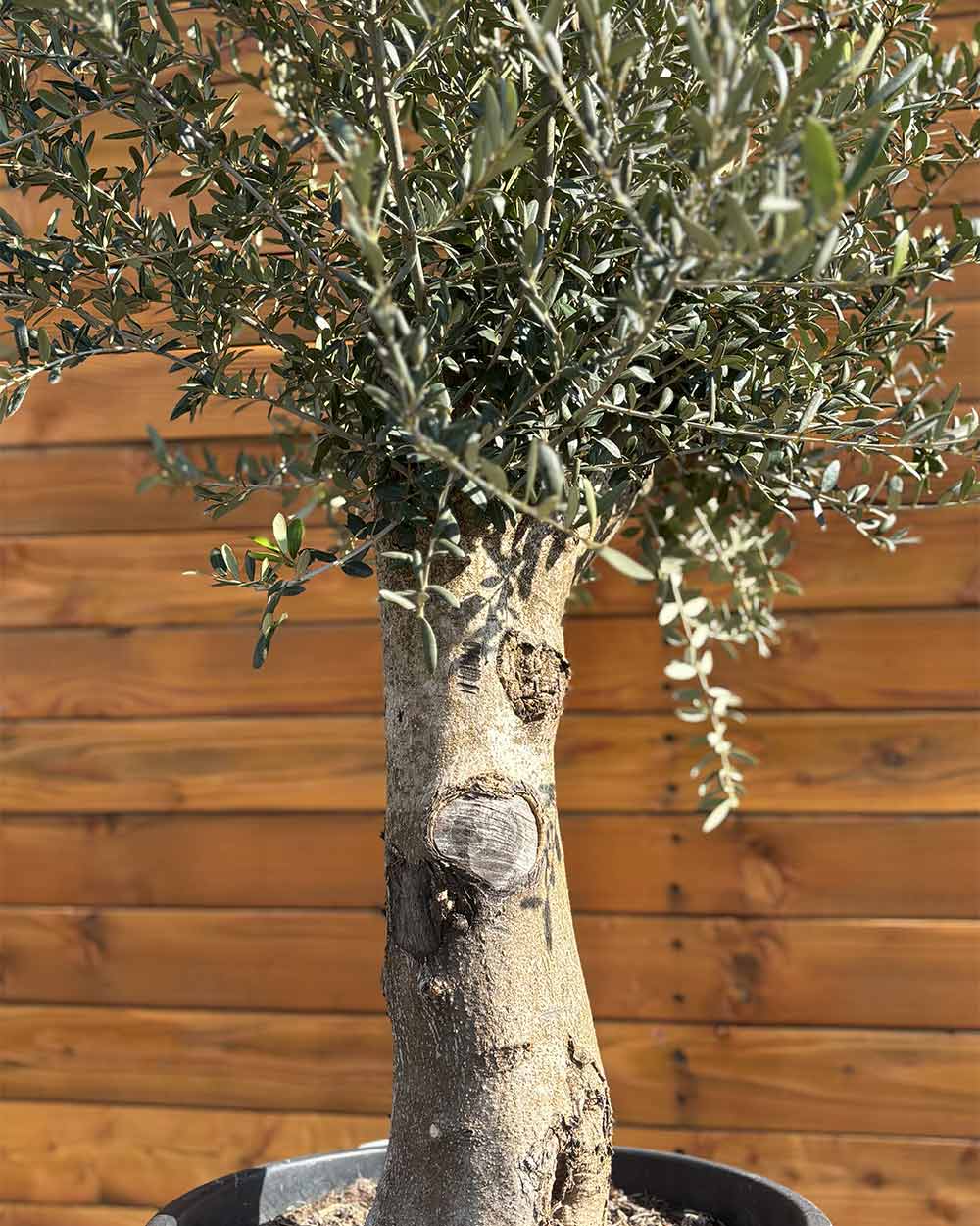 Olivenbaum – Olea europaea ‘Arbequina’