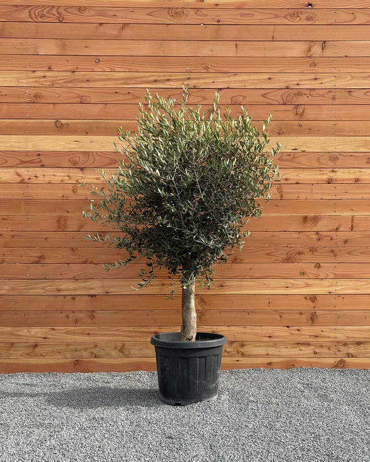 Olivenbaum S