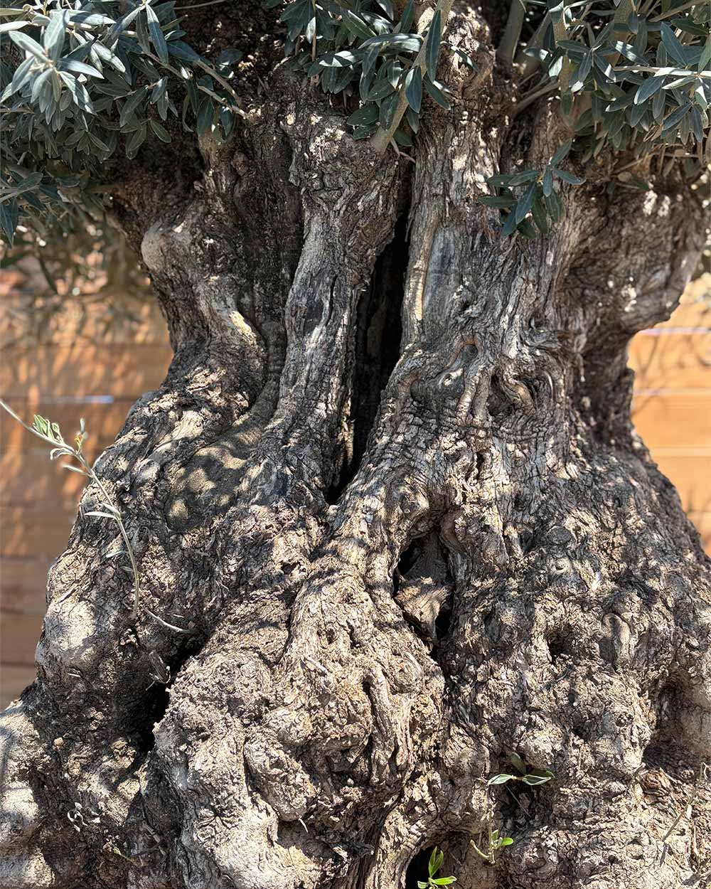 Olivenbaum Titane (T2)