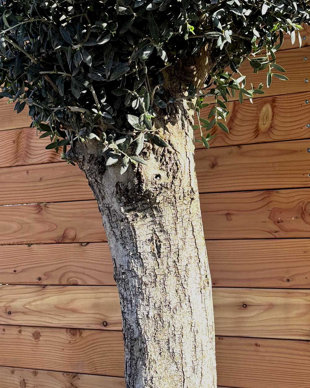 Olivenbaum XL