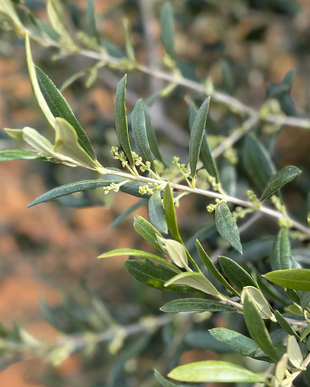 Olivenbaum – Olea europaea ‘Arbequina’