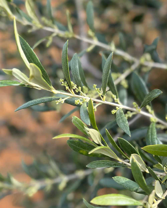 Olivenbaum – Olea europaea ‘Arbequina’