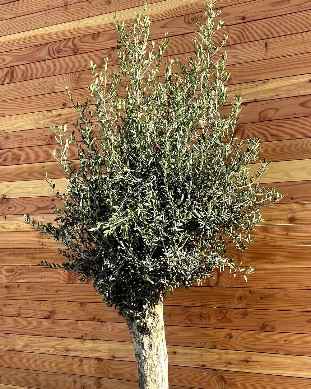 Olivenbaum XL