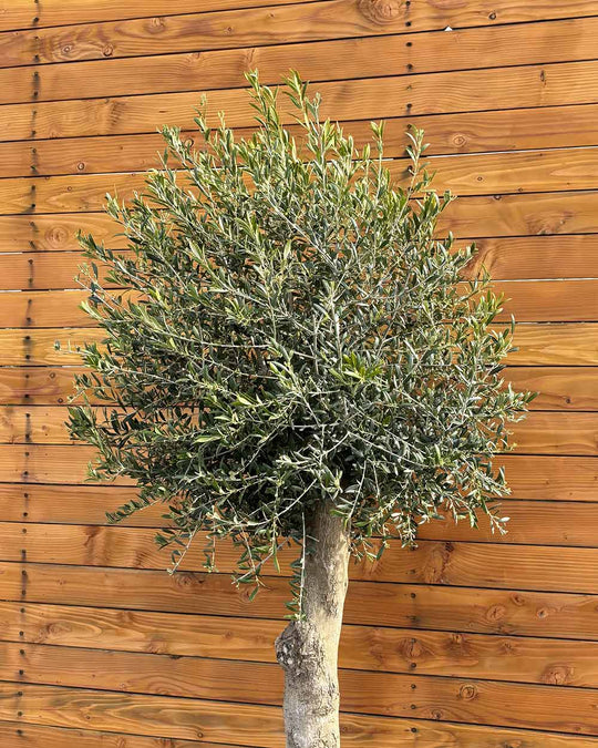 Olivenbaum – Olea europaea ‘Arbequina’
