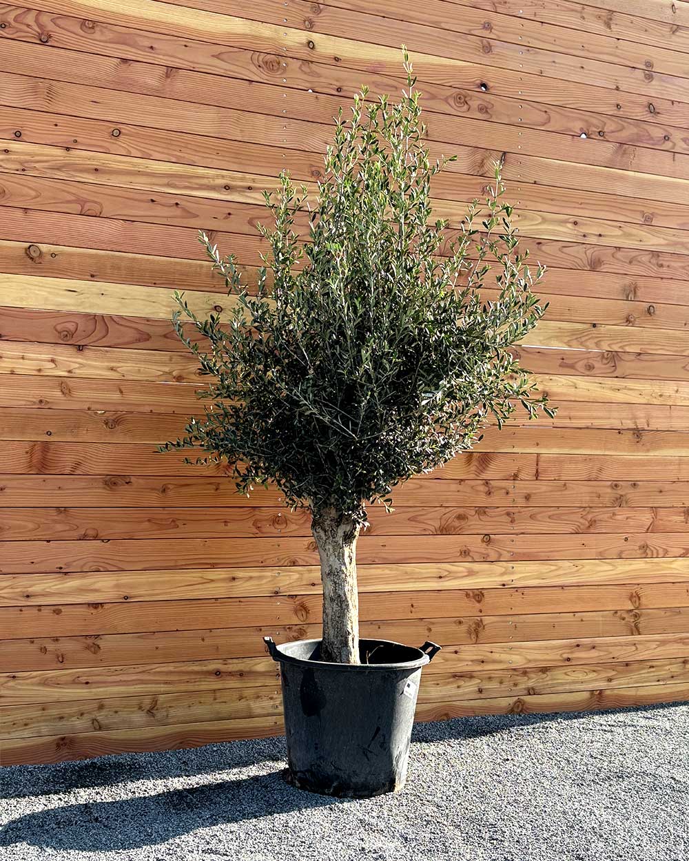 Olivenbaum XL