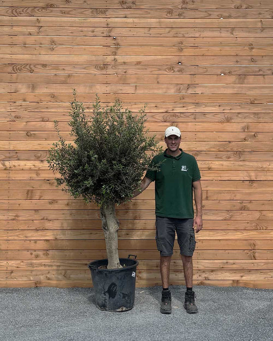 Olivenbaum XL
