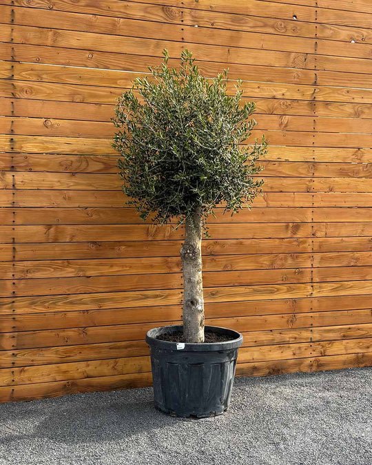 Olivenbaum – Olea europaea ‘Arbequina’