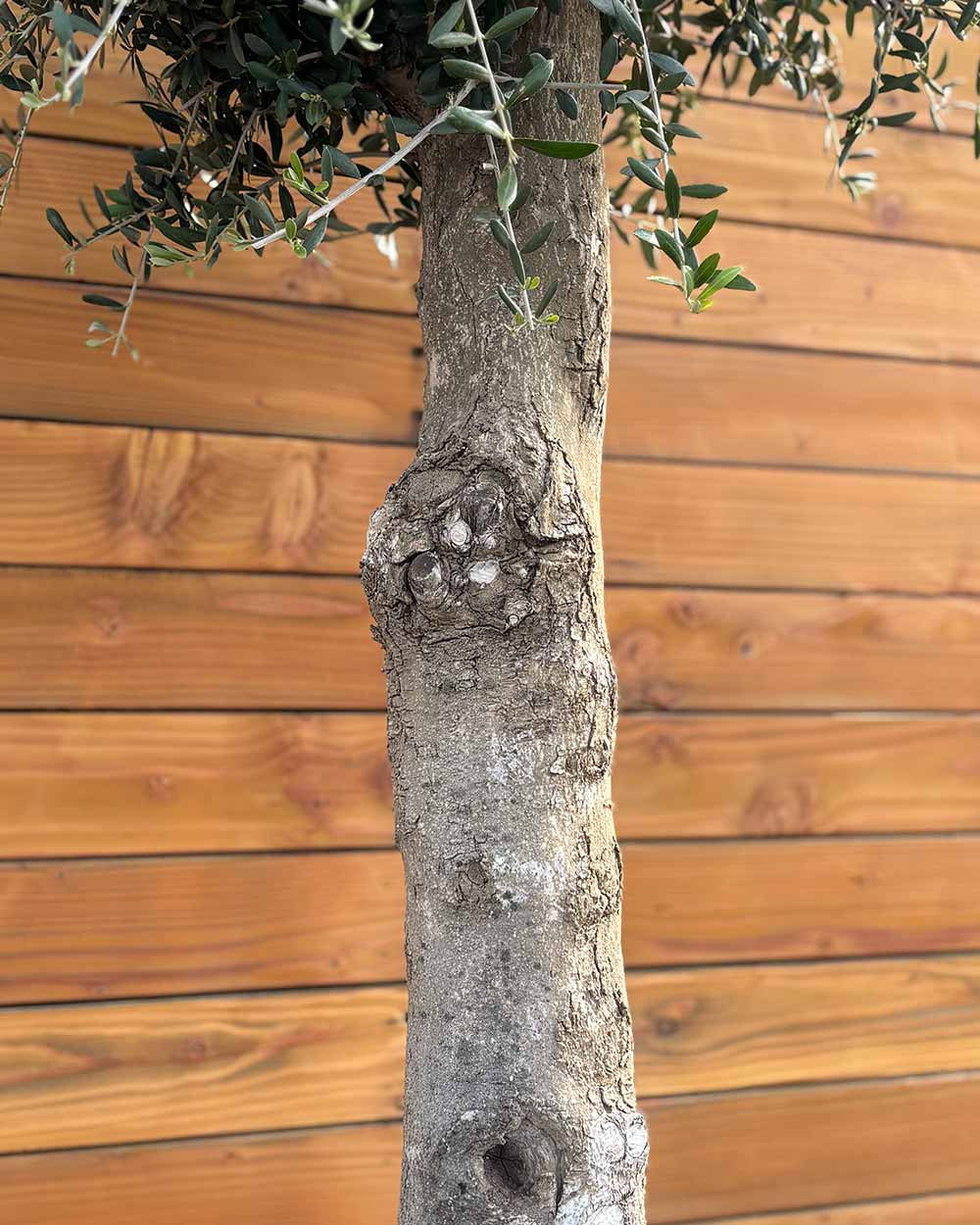 Olivenbaum – Olea europaea ‘Arbequina’