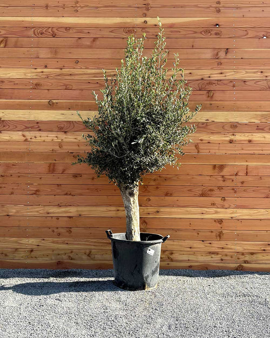 Olivenbaum XL