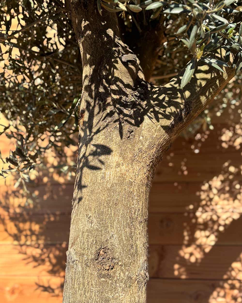 Olivenbaum XXL Compacto