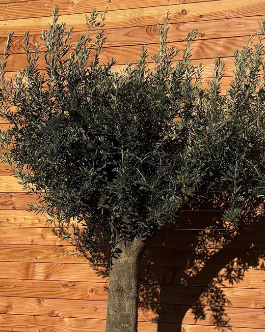 Olivenbaum XXL Compacto